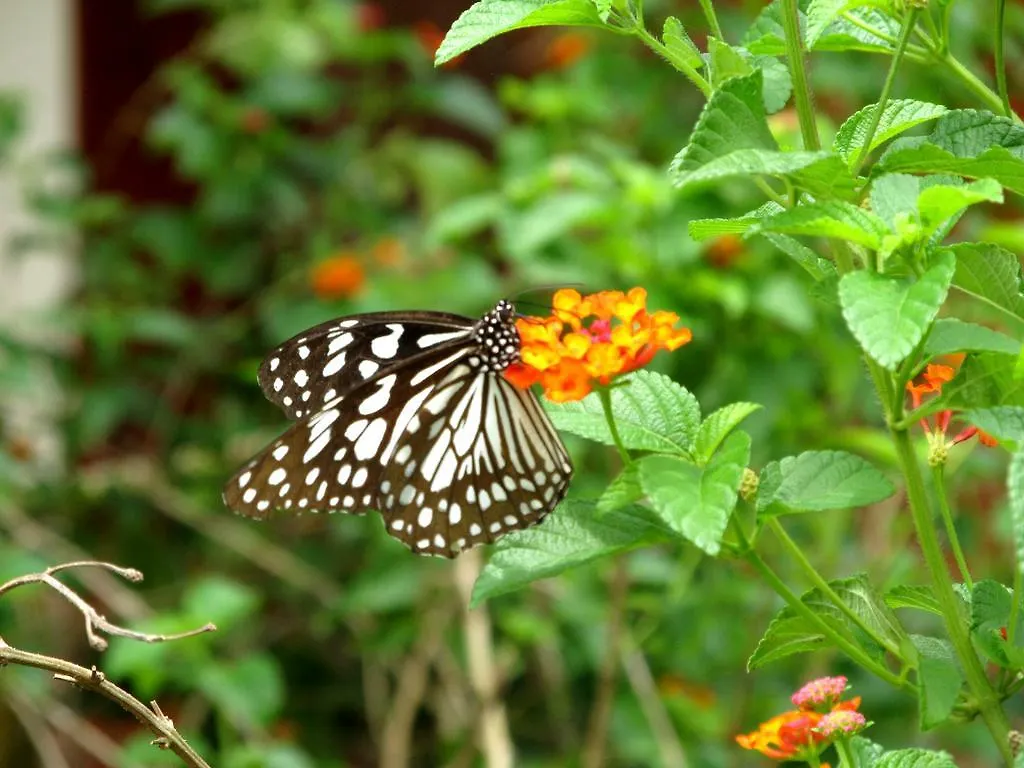 **  Casa Ribera Ayurveda Resort Индия
