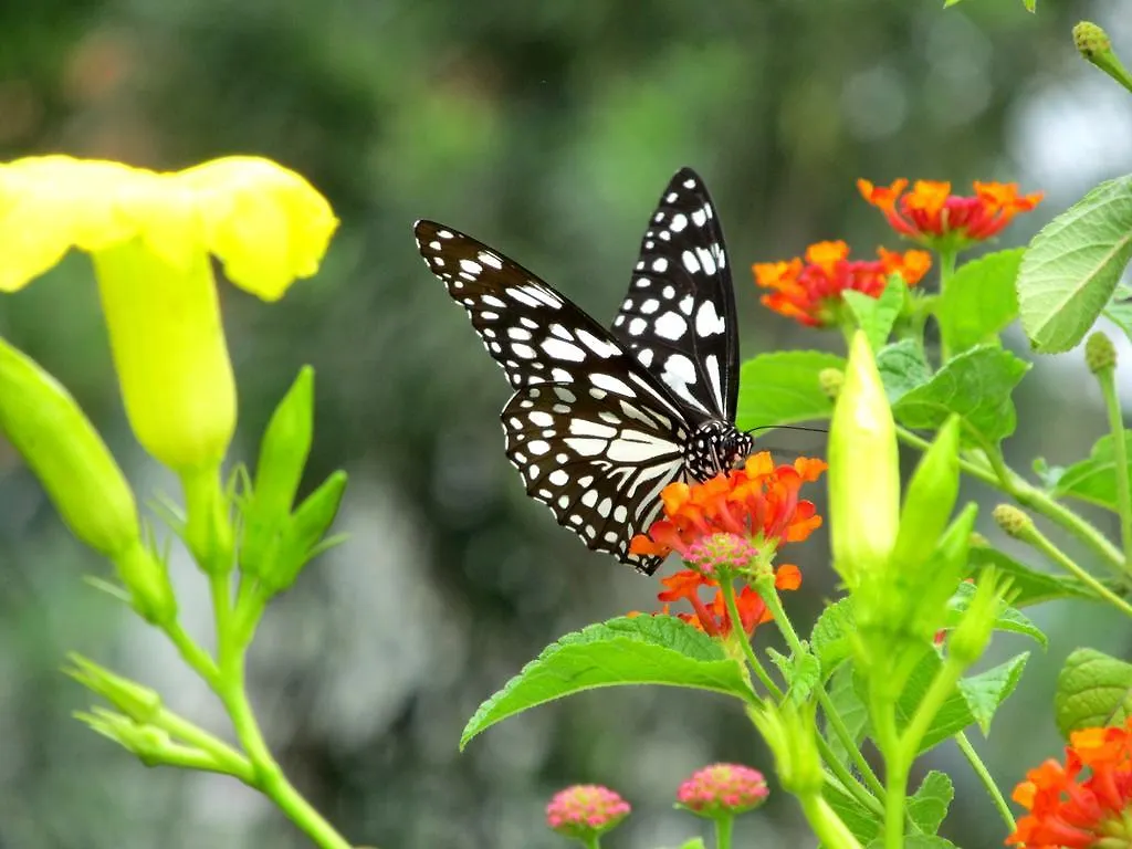 Casa Ribera Ayurveda Resort India