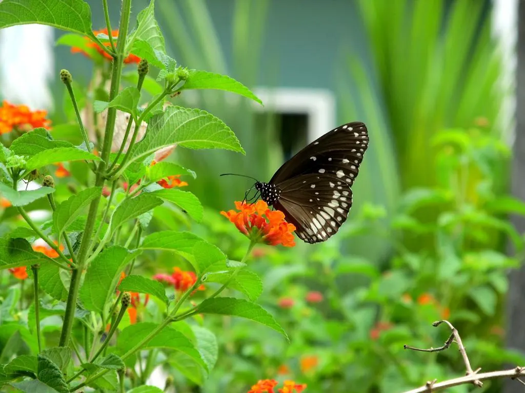 Casa Ribera Ayurveda Resort 2*, Kāladi India