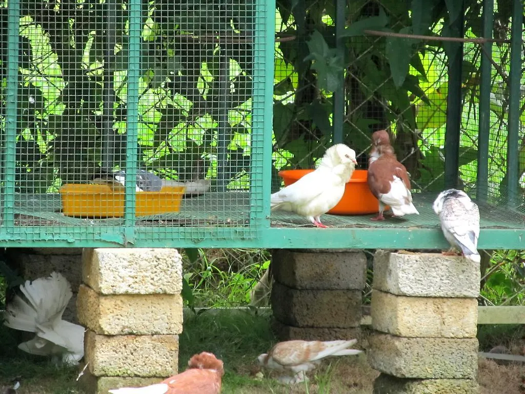 Casa Ribera Ayurveda Resort India